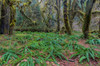 Hall of Mosses in the Hoh Rainforest of Olympic National Park, Washington State, USA Poster Print by Chuck Haney (24 x 18) # US48CHA0351