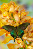 Male Asian swallowtail butterfly, Papilio bianor, on large golden cymbidium orchid Poster Print by Darrell Gulin (18 x 24) # US48DGU1612