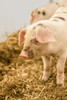 Carnation, WA. Gloucestershire Old Spots piglet standing in a plastic pig shelter.  Poster Print by Janet Horton - Item # VARPDDUS48JHO0636