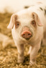 Carnation, WA. Gloucestershire Old Spots piglet standing in a plastic pig shelter.  Poster Print by Janet Horton - Item # VARPDDUS48JHO0637