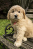 Issaquah, WA. Cute seven week Goldendoodle puppy sitting on a rustic wooden bench.  Poster Print by Janet Horton - Item # VARPDDUS48JHO0921
