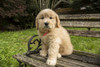 Issaquah, WA. Cute seven week Goldendoodle puppy sitting on a rustic wooden bench.  Poster Print by Janet Horton - Item # VARPDDUS48JHO0922