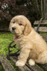 Issaquah, WA. Cute seven week Goldendoodle puppy sitting on a rustic wooden bench.  Poster Print by Janet Horton - Item # VARPDDUS48JHO0923