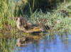 USA, Wyoming, Sublette County. Young duckling stretching alongside a small pond. Poster Print by Elizabeth Boehm - Item # VARPDDUS51EBO0805