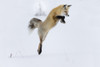 Wyoming, Yellowstone NP. A red fox leaping to break through the snow to get a rodent. Poster Print by Ellen Goff - Item # VARPDDUS51EGO0044