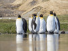 King Penguin on the island of South Georgia, rookery in Fortuna Bay. Adults molting. Poster Print by Martin Zwick - Item # VARPDDAN02MZW0503