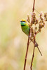 India, Madhya Pradesh, Kanha National Park A green bee-eater perching on a grass stem Poster Print by Ellen Goff (18 x 24) # AS10EGO0061