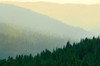 Canada, Quebec, Parc national des Laurentides. Misty Laurentian Mountains forests. Poster Print by Jaynes Gallery - Item # VARPDDCN10BJY0163