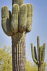 USA, Arizona, White Tank Mountain Park, Phoenix. Close-up of a Saguaro cactus. Poster Print by Deborah Winchester - Item # VARPDDUS03DWI0004
