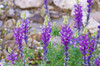 Desert Lupine (Lupinus sparsiflorus), Anza-Borrego Desert State Park, California, USA Poster Print by Russ Bishop - Item # VARPDDUS05RBS0975 Desert Lupine (Lupinus sparsiflorus), Anza-Borrego Desert State Park, California, USA Poster Print by Russ Bishop - Item # VARPDDUS05RBS0975
