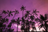 Palm trees at sunset, Pu'uhonua O Honaunau National Historic Park, Kona Coast, Hawaii Poster Print by Russ Bishop - Item # VARPDDUS12RBS0473