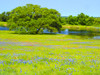 Springtime wildflower field near Independence and Highway 390 with oak tree and pond Poster Print by Sylvia Gulin - Item # VARPDDUS44SGU0023