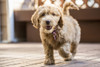 Issaquah, WA. Happy eight week old Goldendoodle puppy walking across a wooden deck.  Poster Print by Janet Horton - Item # VARPDDUS48JHO0225