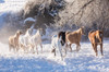 Cowboy horse drive on Hideout Ranch, Shell, Wyoming Herd of horses running in snow Poster Print by Darrell Gulin (24 x 18) # US51DGU0212