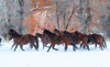 Cowboy horse drive on Hideout Ranch, Shell, Wyoming Herd of horses running in snow Poster Print by Darrell Gulin (24 x 18) # US51DGU0234