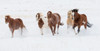 Cowboy horse drive on Hideout Ranch, Shell, Wyoming Herd of horses running in snow Poster Print by Darrell Gulin (24 x 18) # US51DGU0253