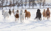 Cowboy horse drive on Hideout Ranch, Shell, Wyoming Herd of horses running in snow Poster Print by Darrell Gulin (24 x 18) # US51DGU0276