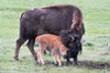 Yellowstone National Park, Lamar Valley American bison calf stays close to its mother Poster Print by Ellen Goff (24 x 18) # US51EGO0312