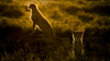 Africa, Tanzania, Ngorongoro Conservation Area. Adult and young cheetahs at sunset. Poster Print by Jaynes Gallery - Item # VARPDDAF45BJY0034