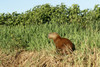 Pantanal, Mato Grosso, Brazil. Capybara resting on the riverbank of the Cuiaba River. Poster Print by Janet Horton - Item # VARPDDSA04JHO0064