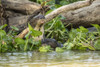 Pantanal, Mato Grosso, Brazil. Two Giant River Otters swimming in the Water Hyacinths Poster Print by Janet Horton - Item # VARPDDSA04JHO0103