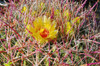 Barrel cactus blooming in Plum Canyon, Anza-Borrego Desert State Park, California, USA Poster Print by Russ Bishop - Item # VARPDDUS05RBS1014