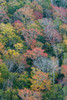 USA, Maine. Autumn foliage in the forests near Jordan Pond, Acadia National Park. Poster Print by Judith Zimmerman - Item # VARPDDUS20JZI0098