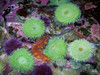 USA, Oregon, Newport. Green sea anemones and orange sea slug in tide pool exhibit.  Poster Print by Jaynes Gallery - Item # VARPDDUS38BJY1238