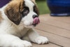 Three month old Saint Bernard puppy licking his lips in anticipation of another treat Poster Print by Janet Horton - Item # VARPDDUS48JHO0243