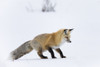 Wyoming, Yellowstone NP. Red fox, having heard a rodent under the snow prepares to leap Poster Print by Ellen Goff - Item # VARPDDUS51EGO0153