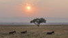 Africa, Tanzania, Ngorongoro Conservation Area. Animals crossing savannah at sunset. Poster Print by Jaynes Gallery - Item # VARPDDAF45BJY0029