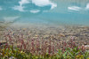 Canada, British Columbia, East Kootenay Mountains. Redstem saxifrage on lake shore.  Poster Print by Jaynes Gallery - Item # VARPDDCN02BJY0565