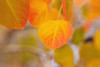 Fall aspen leaf detail, Inyo National Forest, Sierra Nevada Mountains, California, USA. Poster Print by Russ Bishop - Item # VARPDDUS05RBS1244