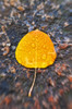 Fall aspen leaf detail, Inyo National Forest, Sierra Nevada Mountains, California, USA. Poster Print by Russ Bishop - Item # VARPDDUS05RBS1246