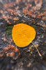 Fall aspen leaf detail, Inyo National Forest, Sierra Nevada Mountains, California, USA. Poster Print by Russ Bishop - Item # VARPDDUS05RBS1247