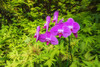 Orchids at the Hawaii Tropical Botanical Garden, Hamakua Coast, Big Island, Hawaii, USA Poster Print by Russ Bishop - Item # VARPDDUS12RBS0418