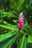 Pink ginger at Hawaii Tropical Botanical Garden, Hamakua Coast, Big Island, Hawaii, USA Poster Print by Russ Bishop - Item # VARPDDUS12RBS0421