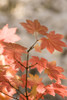 Snow-covered vine maple leaves, Lolo Pass, Mt. Hood Wilderness Area, Oregon, USA Poster Print by Stuart Westmorland - Item # VARPDDUS38SWR0300