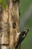 USA, WA. Female Hairy Woodpecker (Picoides villosus) at nest chick in western Washington. Poster Print by Gary Luhm - Item # VARPDDUS48GLU1058