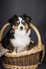 Miniature (or Toy) Australian Shepherd puppy sitting in a basket in a studio setting.  Poster Print by Janet Horton - Item # VARPDDUS48JHO0060