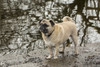 Redmond, WA. Fawn-colored Pug, Buddy, posing by the Sammamish river in Marymoor Park.  Poster Print by Janet Horton - Item # VARPDDUS48JHO0466