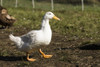 Carnation, WA. Free-range Pekin duck walking, with a Campbell duck in the background.  Poster Print by Janet Horton - Item # VARPDDUS48JHO0864