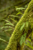 Hobart, Washington State, USA Moss-covered tree with licorice ferns growing out of it Poster Print by Janet Horton (18 x 24) # US48JHO1164