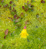 USA, Washington State Alpine Lakes Wilderness, Stuart Range, Yellow Monkeyflower Poster Print by Jamie & Judy Wild (18 x 18) # US48JWI5242