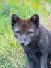 Arctic Fox (Vulpes lagopus, Alopex lagopus), Melrakkasetur Islands, Westfjords, Iceland Poster Print by Martin Zwick (18 x 24) # EU14MZW1622