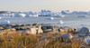 Coastal landscape with Icebergs. Inuit village Oqaatsut located in Disko Bay. Greenland Poster Print by Martin Zwick - Item # VARPDDGR01MZW0498