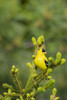 American Goldfinch (Spinus tristis) male in spruce tree, Marion County, Illinois Poster Print by Richard & Susan Day - Item # VARPDDUS14RDY2378