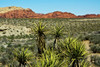 Soap tree yucca, yucca elata, Red Rock Canyon, National Conservation Area, Nevada, USA Poster Print by Michel Hersen - Item # VARPDDUS29MHE0091