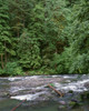 USA, Oregon. Willamette National Forest, South Santiam River and lush old growth forest. Poster Print by John Barger - Item # VARPDDUS38JBA0426