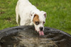 Issaquah, WA. Nikita, a Boxer puppy drinking from a large rain-filled tub in his yard.  Poster Print by Janet Horton - Item # VARPDDUS48JHO0051